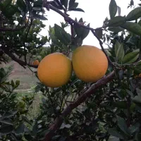 فروش میوه تامسون هر۲تن سردرختی تازه اسناندارد