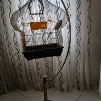 مرغ عشق به همراه قفس و پایه