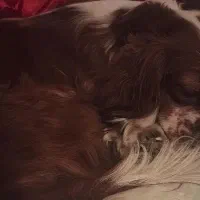 سگ کاوالیر|سگ|تهران, منیریه|دیوار