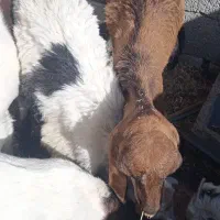 3عددبزغاله یا همون شنک 5ماهه