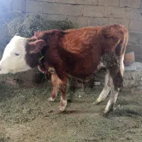 گوساله نر
