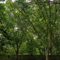 قطعه-حصار-760متری-در-باسمنج-هروی-شقایق