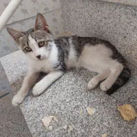 گربه