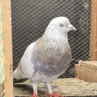 کبوتر|پرنده|رشت, جانبازان|دیوار