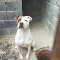 پیتبول اصیل مادر وارداتی  ۱۹ ماهه