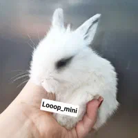 هلندی|موش و خرگوش|بروجرد, |دیوار