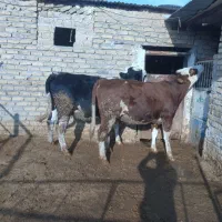 دو عدد تلیسه سیمینتال شیری آبستن اول شکم