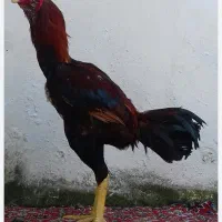 خروس لاری