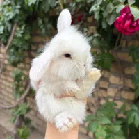 بچه خرگوش لوپی ترکیش