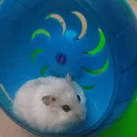 همستر کمپل کوچیک