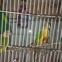 گرینچیک آناناسی|پرنده|زرند, |دیوار