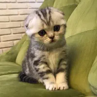 گربه اسکاتیش اصیل سیلور