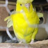 یک جفت مرغ عشق پروانه ای