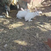 خرگوش خونگی|موش و خرگوش|خواف, |دیوار