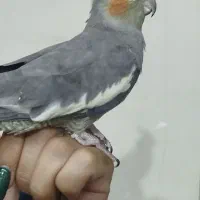 عروس هلندی ماده