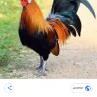 خروس