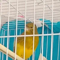 قنار نر مست