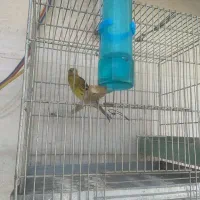 سیره قناری یادورگ