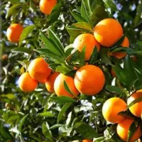 برداشت و سورت محصولات باغچه شما با نیروی کار مجرب|خدمات باغبانی و درختکاری|قائمشهر, |دیوار