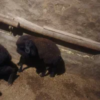 یدونه شیشک قره قزل|حیوانات مزرعه|شاهین دژ, |دیوار