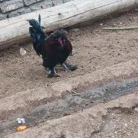 خروس|حیوانات مزرعه|بوئین زهرا, |دیوار