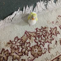 فوری|پرنده|ری, دولتآباد|دیوار