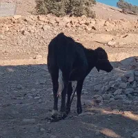 گاو و گوساله|حیوانات مزرعه|مسجد سلیمان, |دیوار