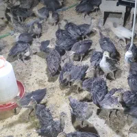 جوجه بوقلمون ۲۵روزه تا ۳۰روزه زیر قیمت کل ایران