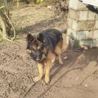 سگ ژرمن گمشده|حیوانات|کیاشهر, |دیوار