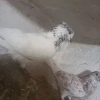 یه جفت کبوتر بسیار پرشی