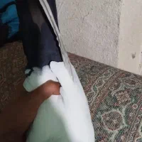 نرو ماده دم سیاه، نر خطی|پرنده|خرمآباد, |دیوار