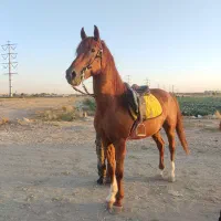 اسب کرد عرب|اسب و تجهیزات اسب‌سواری|چهارباغ, |دیوار