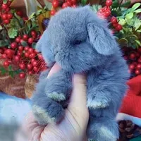 خرگوش.مینیلوپ.مینیاتوری.خوکچه هندی همستر اصیل