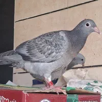 جوجه کبوتر گم شده