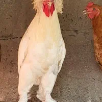 فروش خروس سفید