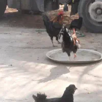 ۸ عدد خروس برا فروش