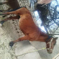 مادیون وقاطر|اسب و تجهیزات اسبسواری|لردگان, |دیوار