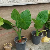 گل بابا ادم