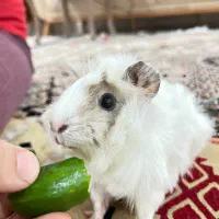 خوکچه هندی بزرگ