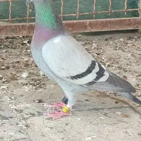 جفت نروماده دوسال بازرگان نشستن