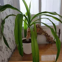 گل های شاداب