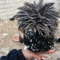 مرغ و خروس لهستانی اصیل|حیوانات مزرعه|سورک, |دیوار