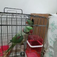 شاه طوطی مولد سخنگو|پرنده|سبزوار, کهنه آب|دیوار