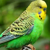 دوتا مرغ عشق نر