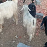 بزداشتی|حیوانات مزرعه|شیراز, حومه شیراز|دیوار