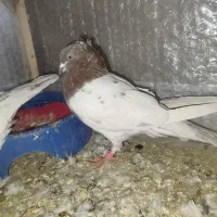 یک جفت کله سرخ