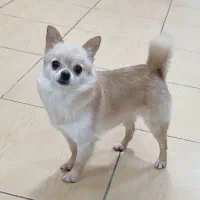 سگ جیبی نژاد شی هوا هوا / چی هوا هوا