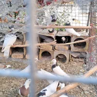 کبوتر طوقی|پرنده|تفت, |دیوار