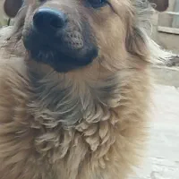 واگذاری سگ پامر خرسی