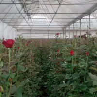 مشاوره